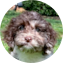 Cockapoo Puppy For Sale - Simply Southern Pups
